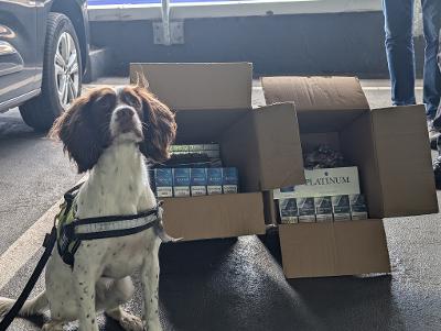 Tobacco detection dog Rosie